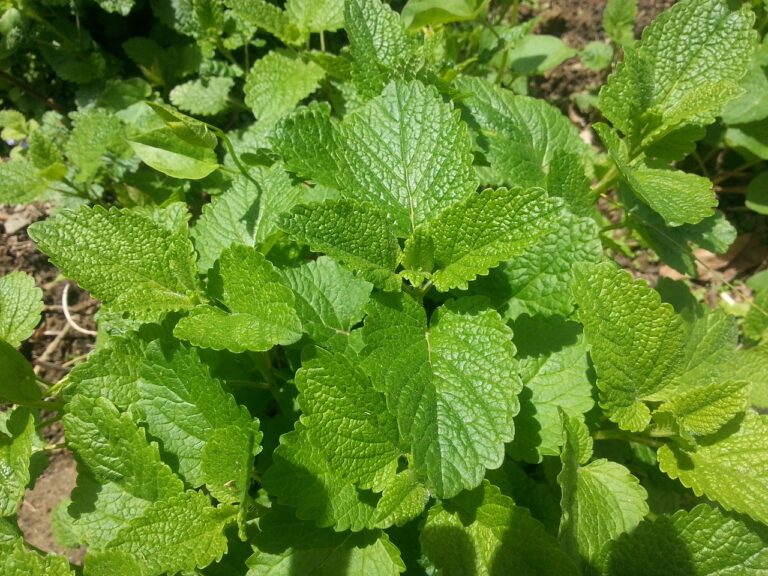 Herbs & Spices: Stinging Nettle for Small Intestines, Bladder & Lungs (L.) Urtica dioica