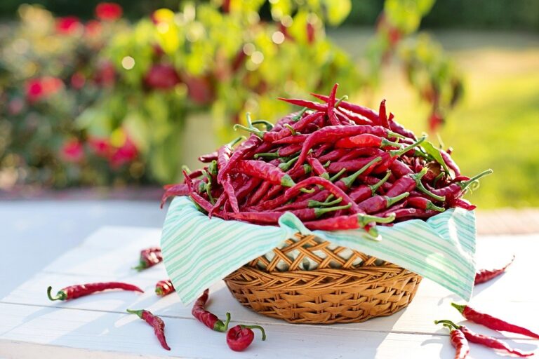 Cayenne for Constipation (L.) Capsicum frutescens